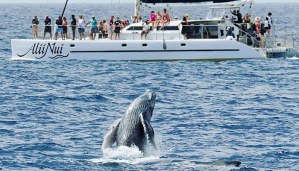 Alii-Nui-Whale-Watch-7