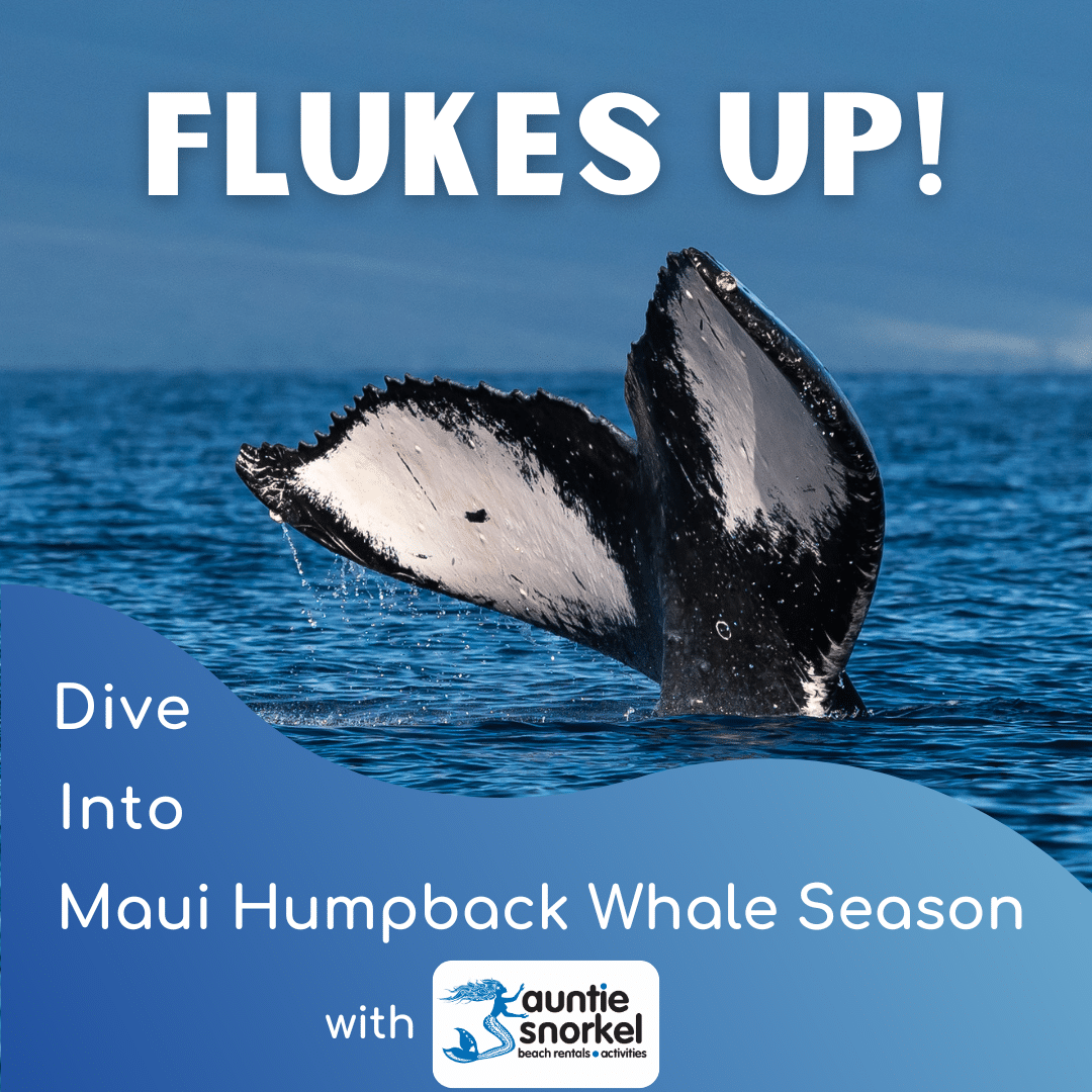 Flukes Up - Dive Into Maui Humpback Whale Season