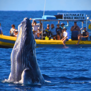 Get a Whales Eye View from a Raft Tour - Ultimate Whale Watch Maui Raft Tour - Book Maui Activities with Auntie Snorkel