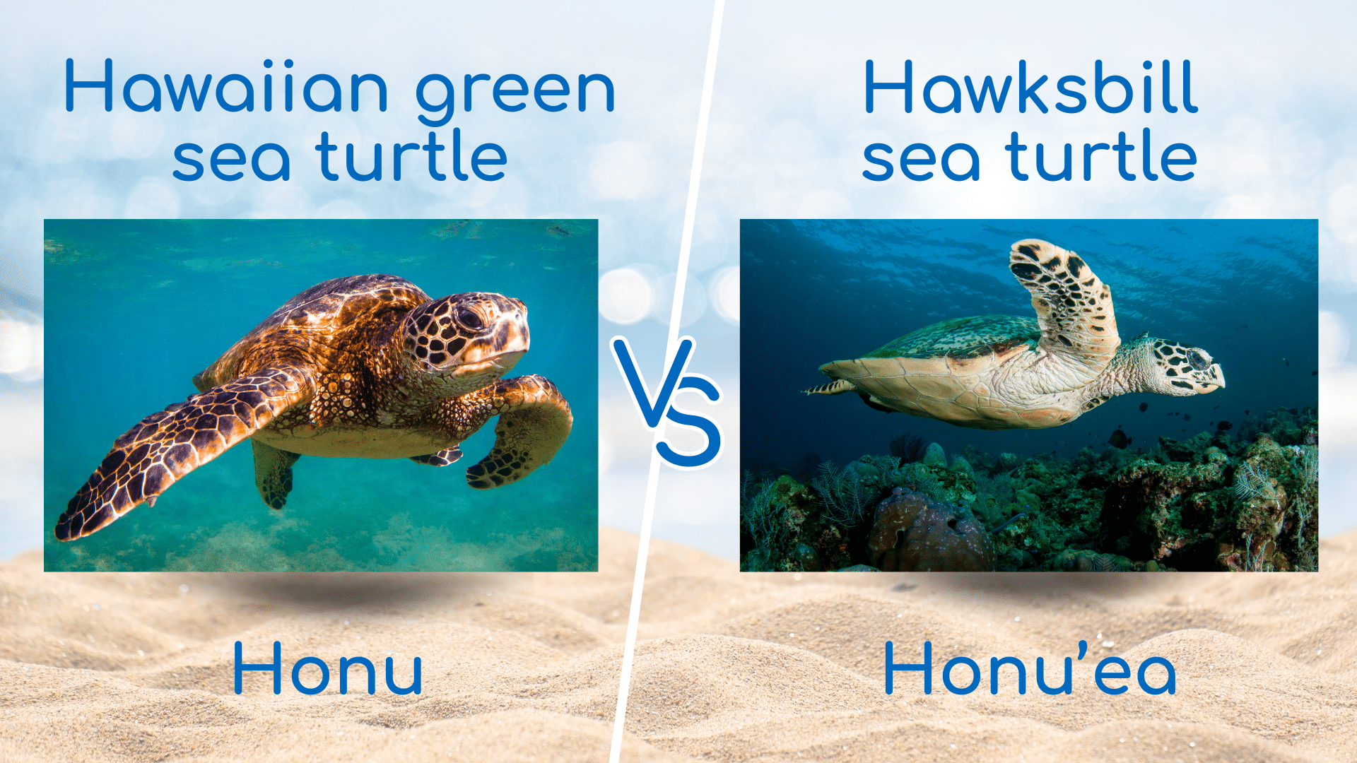 Hawaiian Green Sea Turtle Honu vs Hawksbill Sea Turtle Honuea - Shell Yeah - Sea Turtle Nesting Season and 9 Top Maui Turtle Sites