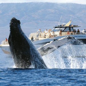 Humpback Whale Breach - Pacific Whale Foundation - Classic Whale Watch - Book Maui Activities with Auntie Snorkel