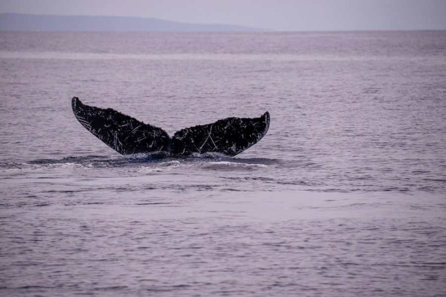 Humpback whale tail indentification