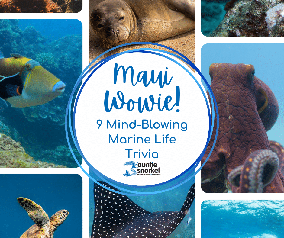 Maui Wowie - 9 Mind-Blowing Marine Life Trivia