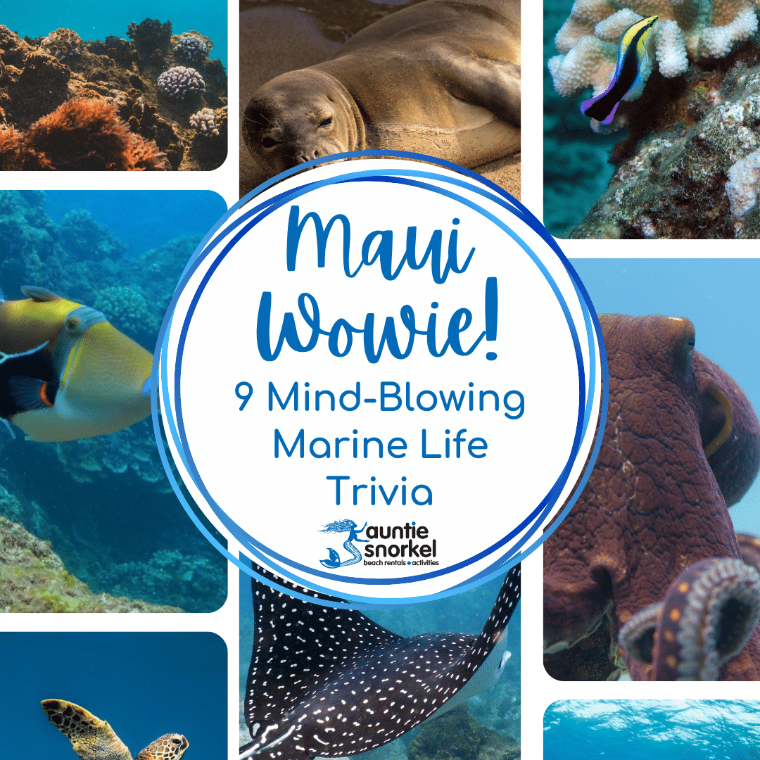 Maui Wowie - 9 Mind-Blowing Marine Life Trivia - Auntie Snorkel 