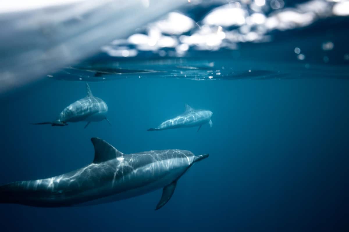 Naia - Spinner dolphins underwater