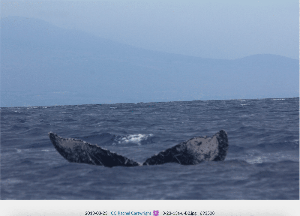 Our Whale 2013