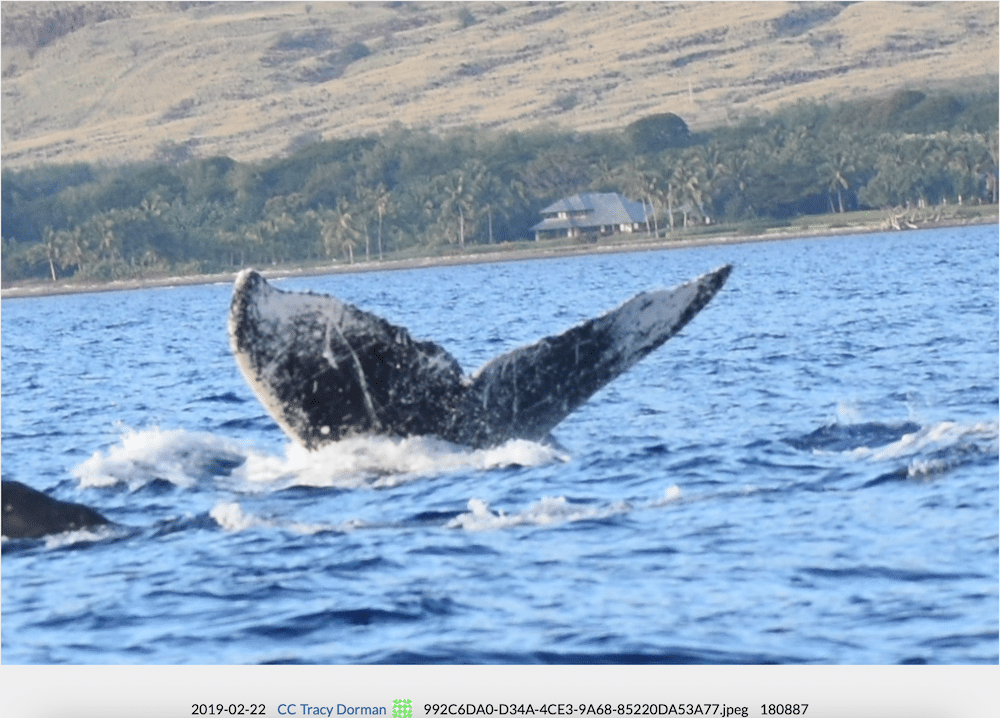 Our Whale 2019 Dorman