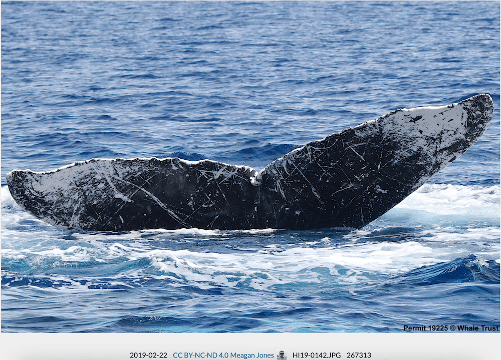 Our Whale 2019 Jones