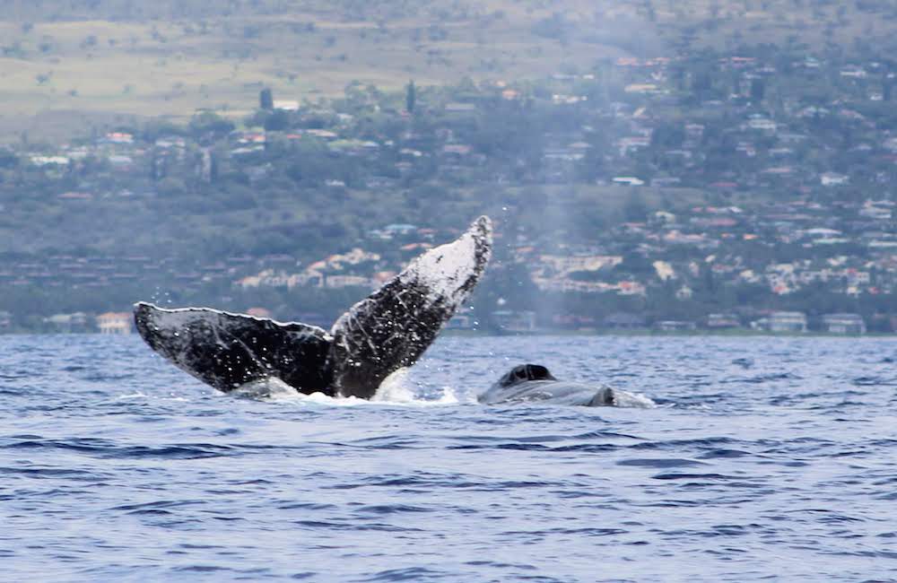 Our Whale 2019 Our Submission