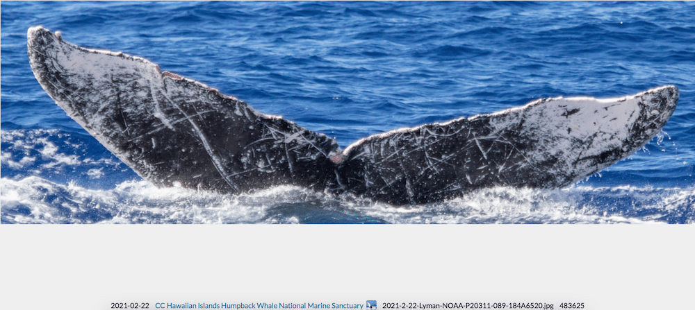 Our Whale 2021