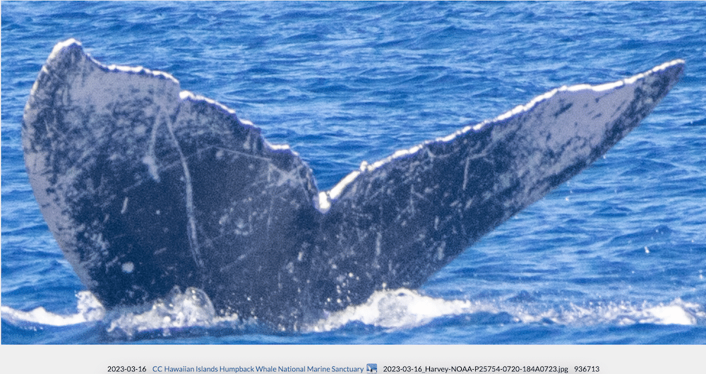 Our Whale 2023