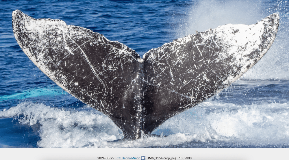 Our Whale 2024
