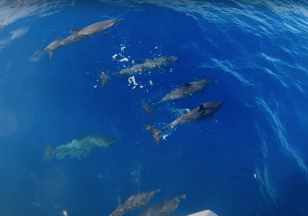 Pac Whale Dolphins 3