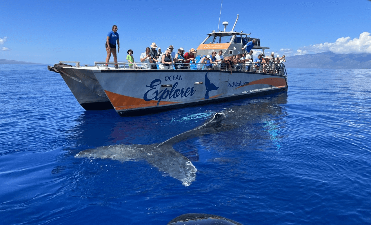 Pacific Whale Foundation Small Group Whale Watch - Ocean Explorer Vessel - Book Maui Activities at Auntie Snorkel