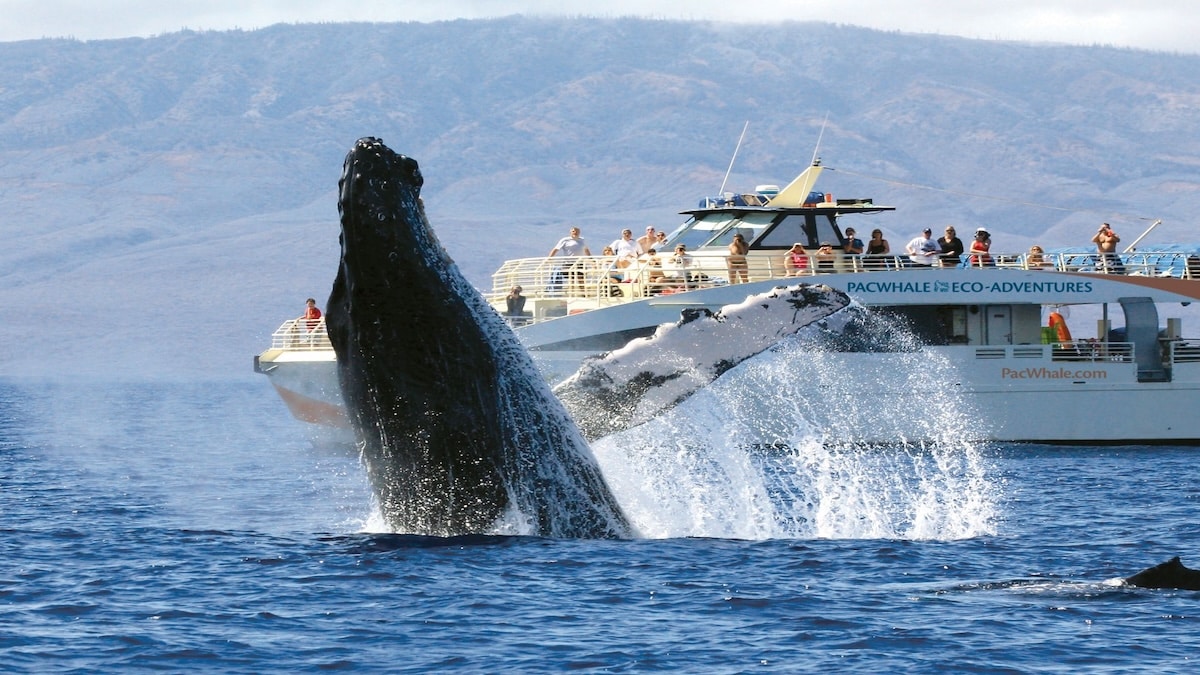 Pacific whale foundation whale watch with breach in front - Book Maui Activities with Auntie Snorkel 