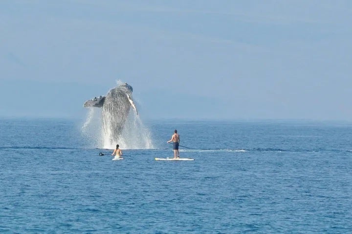 Paddleboarders very close to a breaching humpback whale