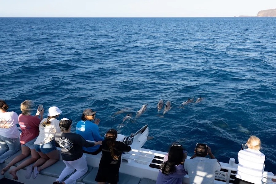 Quicksilver dolphin encounter