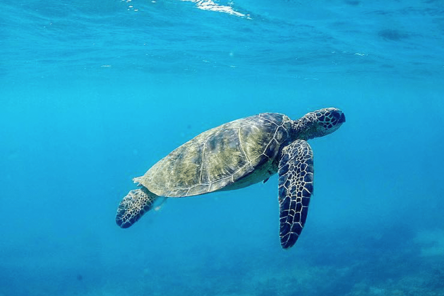 Quicksilver serene sea turtle