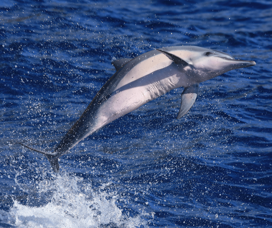 Spinner Dolphin in the air