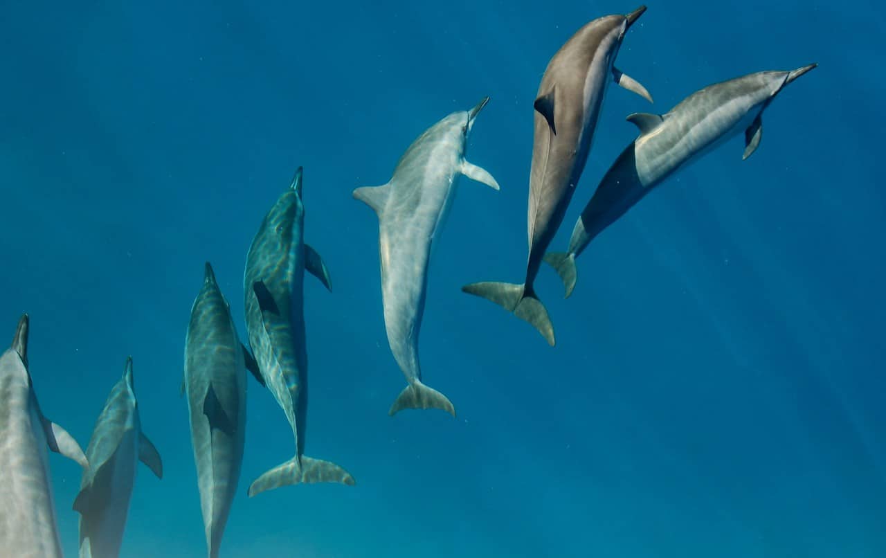 Spinner Dolphins Off Maui