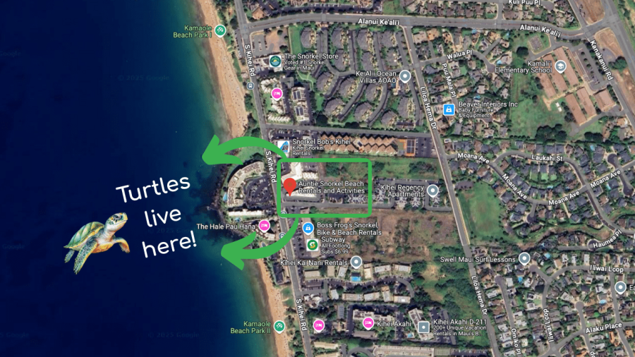 Turtles live here - Auntie Snorkel Kihei - Kamaole Beach Park