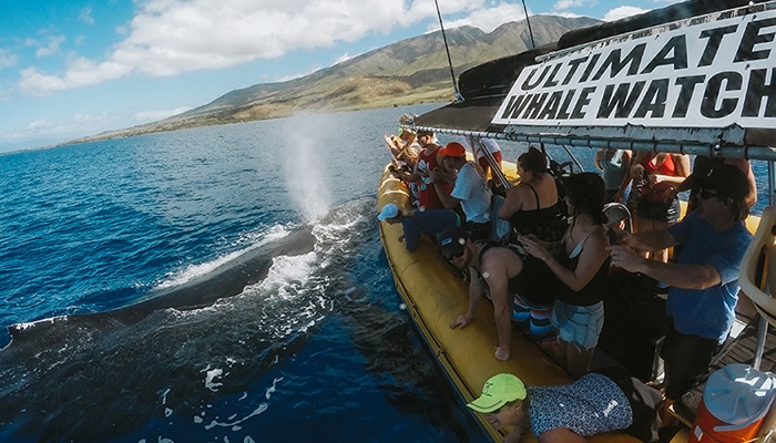 ultimate-whale-watch-tour6
