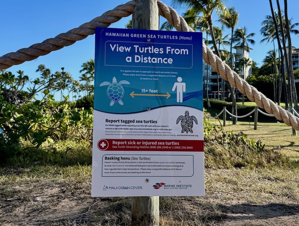 View Turtles From a Distance