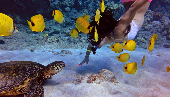 calypso-snorkel-tour-7