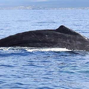 Maui whale watching