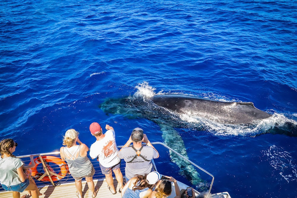 couples whale watch teralani
