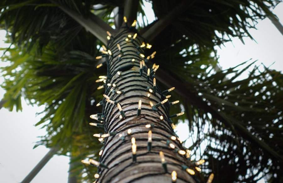 Holiday lights on a palm tree