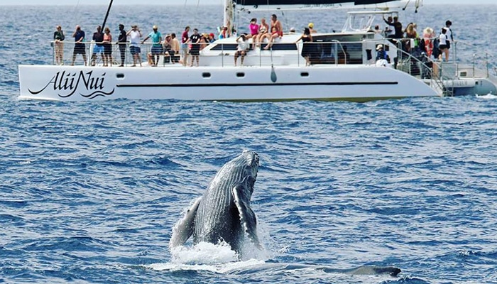 maui-activities-alii-nui-whale-watch