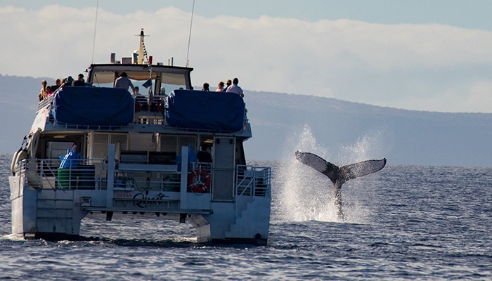 maui-activities-pacific-whale-watch