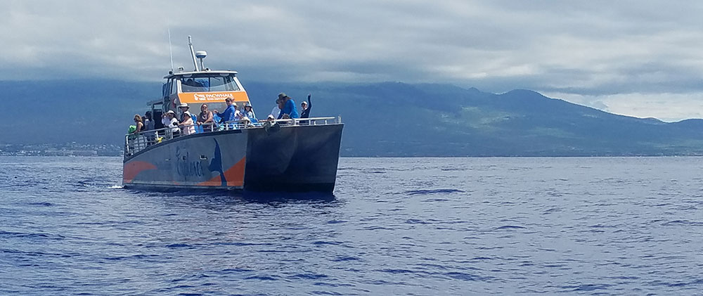 sail maui